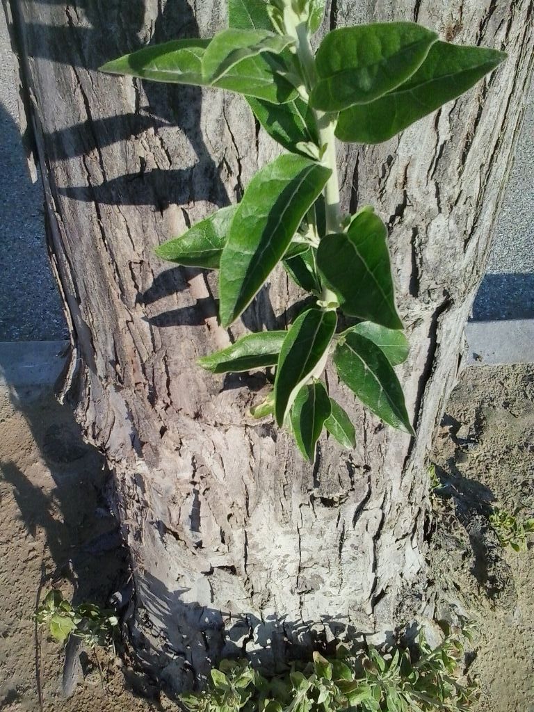 Elaeagnus angustifolia L. (Eleagnaceae).